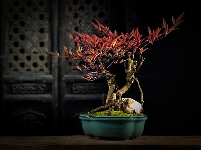 寒冷的冬天养一盆南天竹,成寒冬里的烈阳,十分有年味