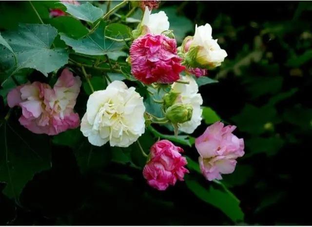 晚潮｜芙蓉秋红显小阳