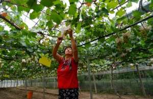 芭拉(巨峰、黄玫瑰、早茉莉、红芭拉……到底区别在哪儿？去马陆吃了8种葡萄后的试吃报告来啦~)