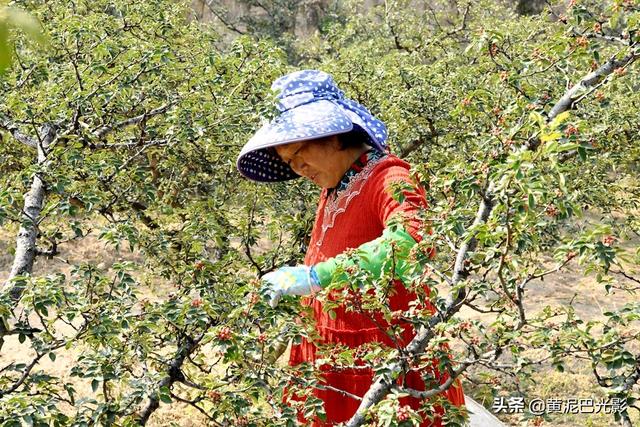 山西农村沟里1男1女摘花椒，没想到2家人却遇1样熬煎事，看是啥