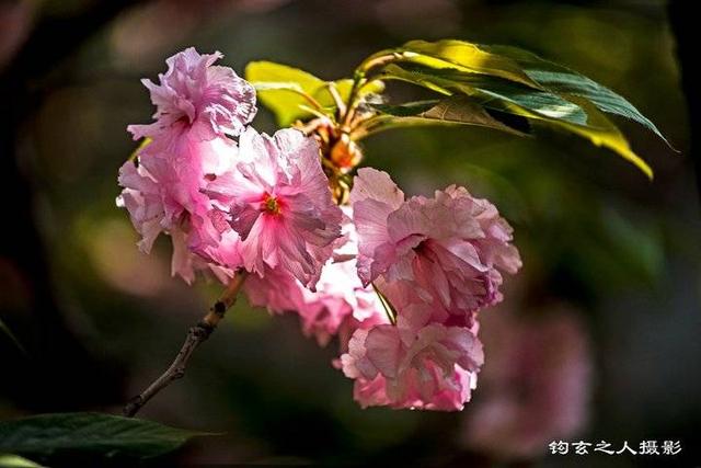 春欲尽日迟迟,花未谢踏春时 五一长假哪里去,看看济阳澄波湖