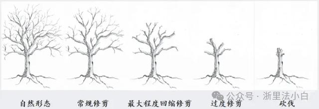 小区“绿战”：高层与底层的光影之争