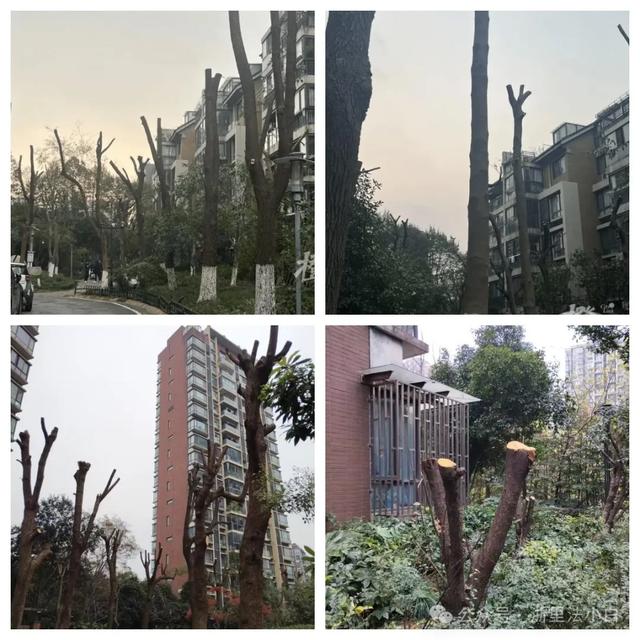 小区“绿战”：高层与底层的光影之争