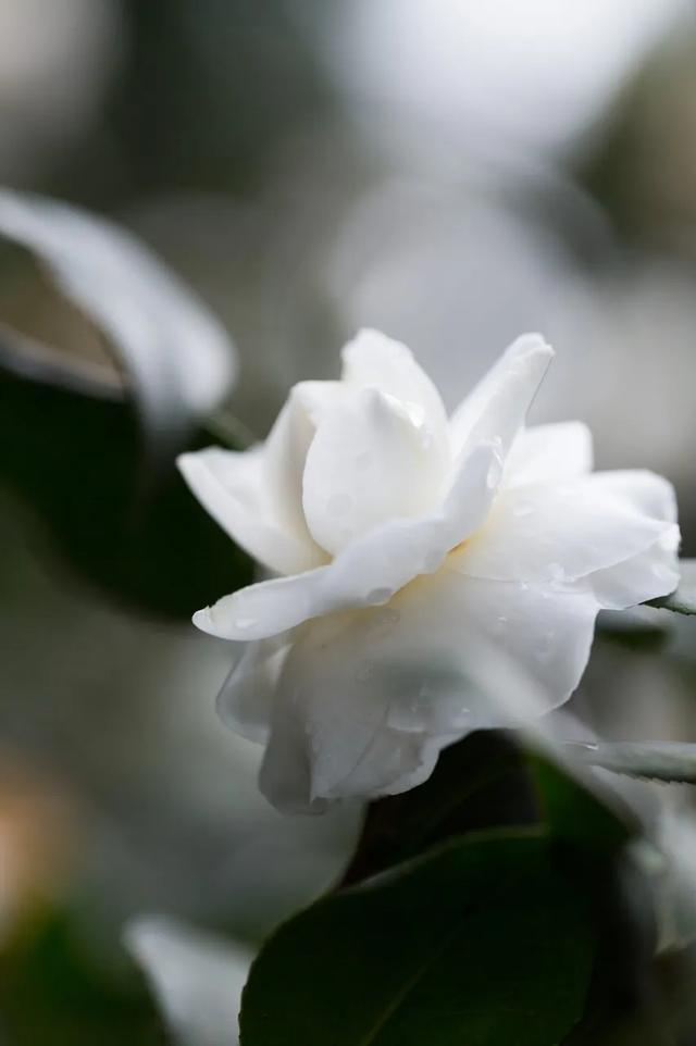 冬，一年的留白