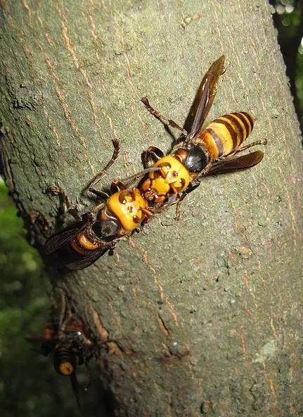 什么是昆虫？六只腿、复眼、一对触角...