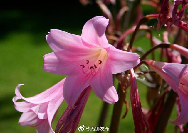 一大波百合花正在靠近……