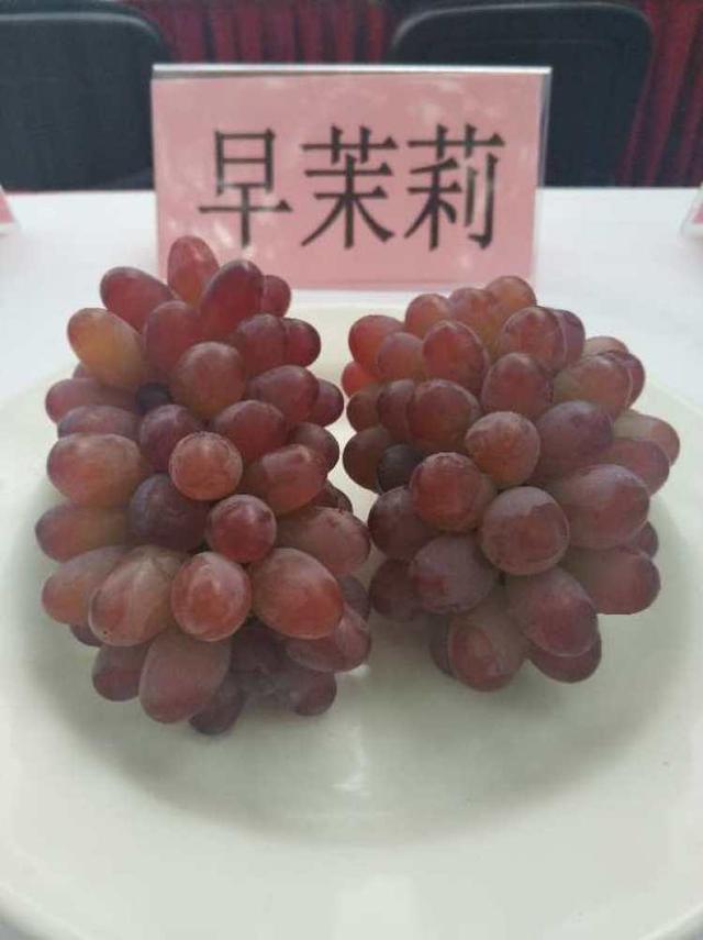 巨峰、黄玫瑰、早茉莉、红芭拉……到底区别在哪儿？去马陆吃了8种葡萄后的试吃报告来啦~