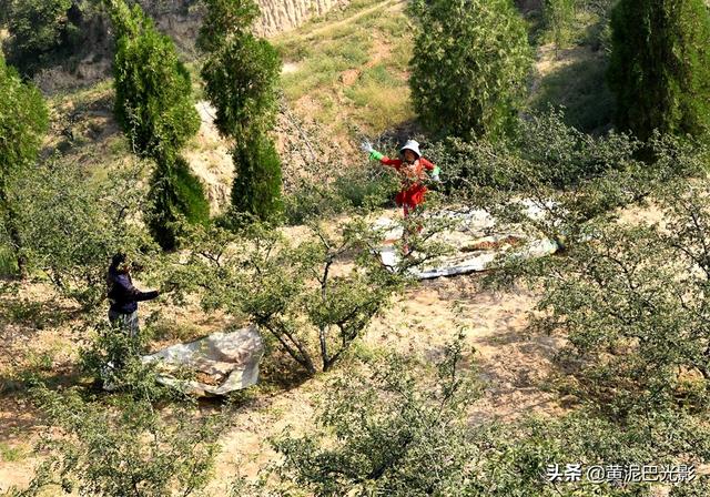山西农村沟里1男1女摘花椒，没想到2家人却遇1样熬煎事，看是啥
