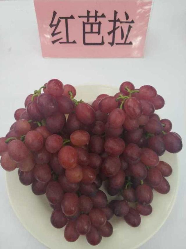 巨峰、黄玫瑰、早茉莉、红芭拉……到底区别在哪儿？去马陆吃了8种葡萄后的试吃报告来啦~