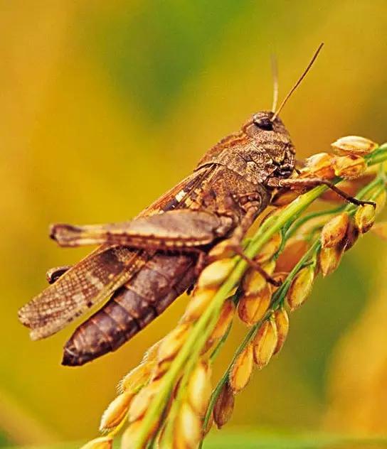 什么是昆虫？六只腿、复眼、一对触角...