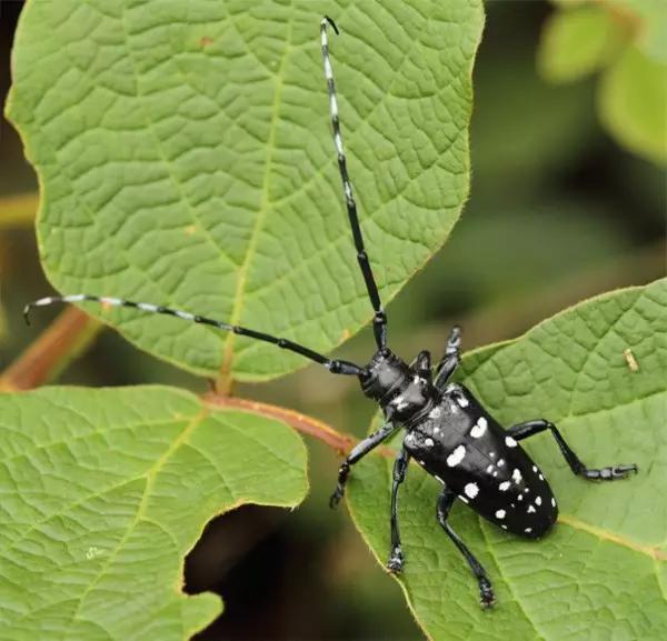 什么是昆虫？六只腿、复眼、一对触角...