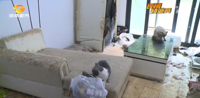 女租客突然离去,房东直呼恐怖:房内遗弃十余只猫,垃圾遍地、恶臭难闻……