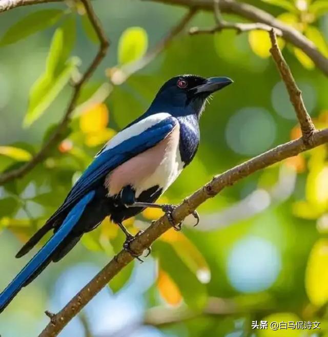 余秀华佳作《在田野上打柴火》：人间情事一丢，就有了清澈的骨骼