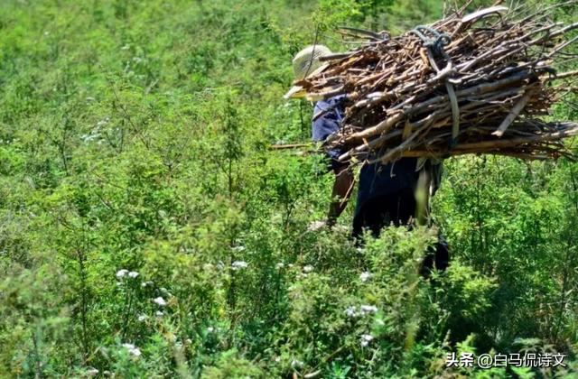 余秀华佳作《在田野上打柴火》：人间情事一丢，就有了清澈的骨骼