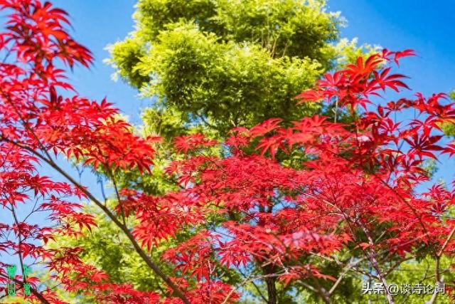 榜眼才子的七律，对仗工整，意境清幽，令人称赞不已