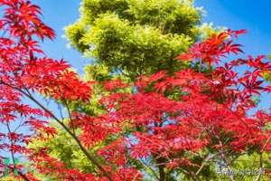 称赞不已(榜眼才子的七律，对仗工整，意境清幽，令人称赞不已)