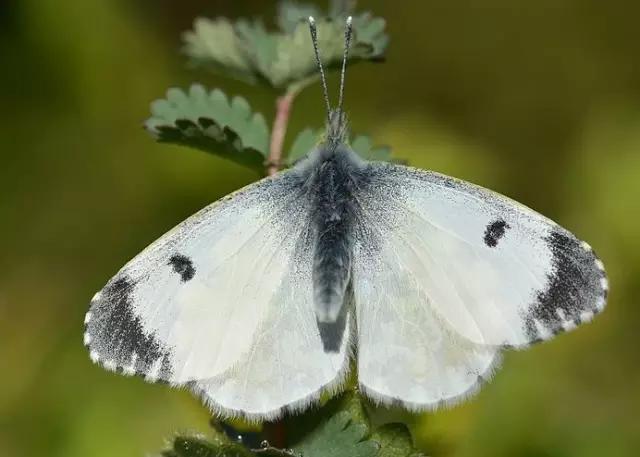 什么是昆虫？六只腿、复眼、一对触角...