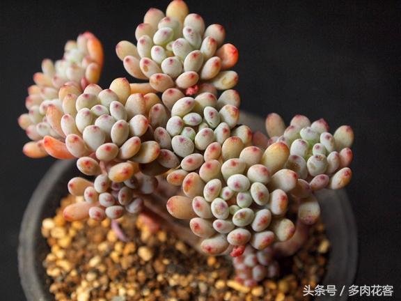 多肉植物百科之蓝豆 带香味的多肉