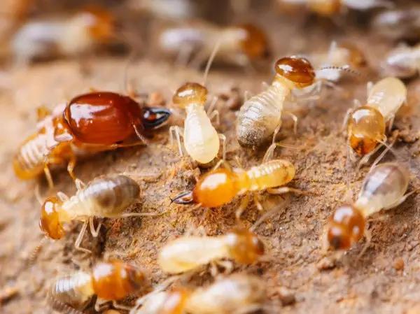 什么是昆虫？六只腿、复眼、一对触角...