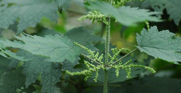 荨麻草俗称藿麻,生于混交林、草地、沟边等地,生有短毛和蜇