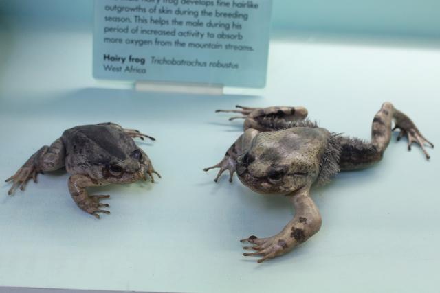 你怕什么,我来什么,利用这种心理生物创造出奇葩的防御机制