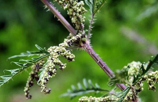荨麻草俗称藿麻,生于混交林、草地、沟边等地,生有短毛和蜇