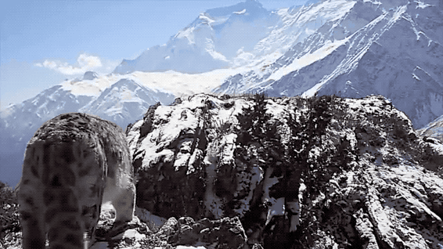 新知丨雪豹说:“啊嗷啊嗷啊啊哦——”