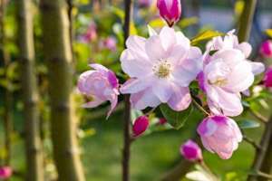 独一份(独一份的爱，无可替代)