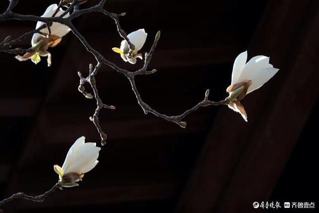 趵突泉边白玉兰, 纯洁无瑕人爱恋