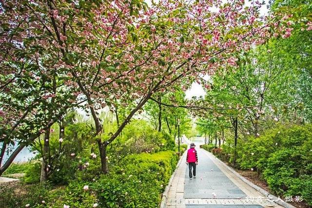 春欲尽日迟迟,花未谢踏春时 五一长假哪里去,看看济阳澄波湖