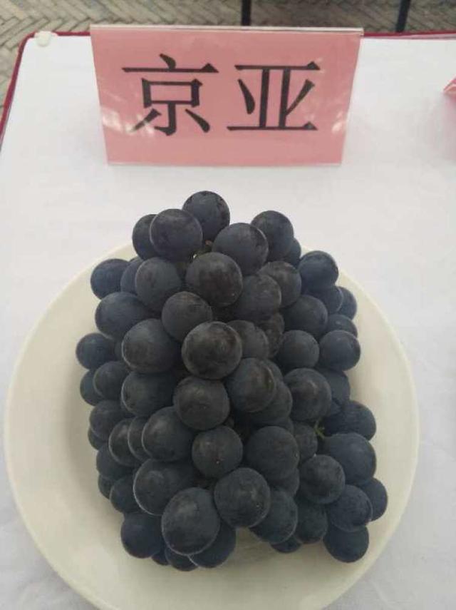 巨峰、黄玫瑰、早茉莉、红芭拉……到底区别在哪儿？去马陆吃了8种葡萄后的试吃报告来啦~