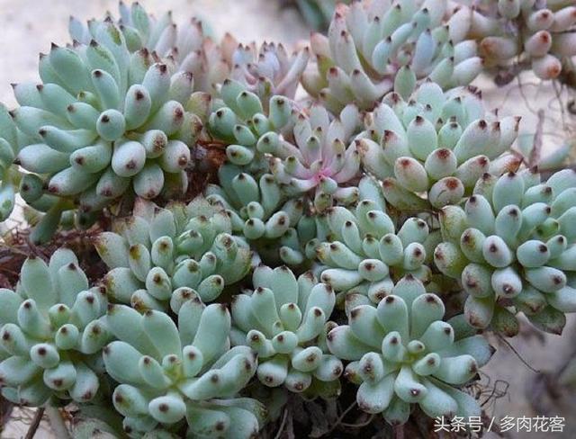 多肉植物百科之蓝豆 带香味的多肉