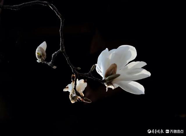 趵突泉边白玉兰, 纯洁无瑕人爱恋