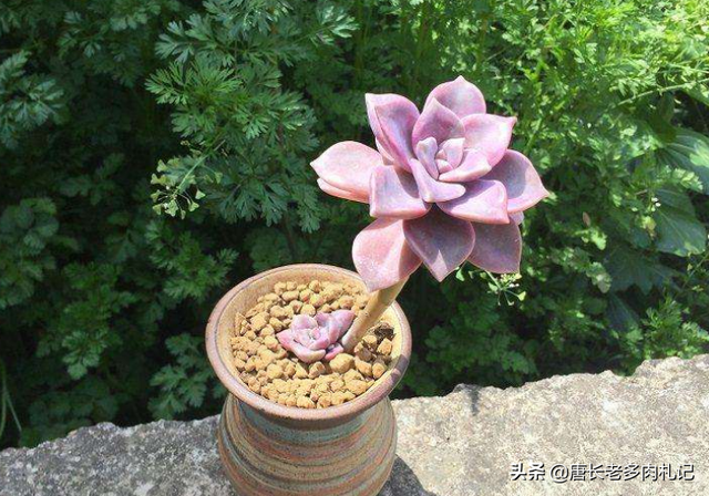 多肉紫悦虽然好养,但配土不合理或养护环境不通风的话它也会黑腐