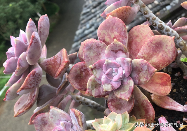 多肉紫悦虽然好养,但配土不合理或养护环境不通风的话它也会黑腐
