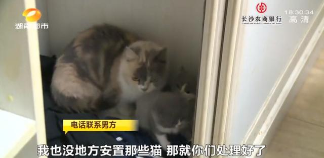 女租客突然离去,房东直呼恐怖:房内遗弃十余只猫,垃圾遍地、恶臭难闻……