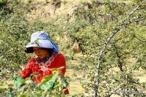 农村1家人(山西农村沟里1男1女摘花椒，没想到2家人却遇1样熬煎事，看是啥)