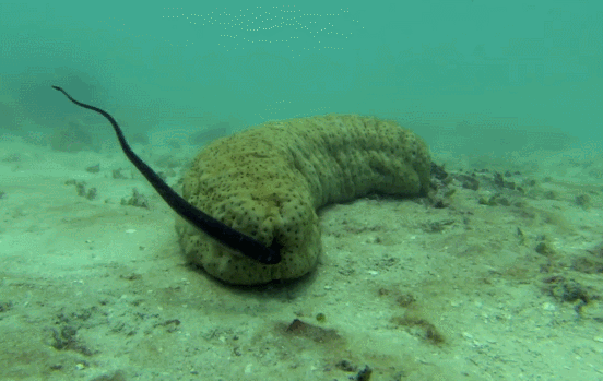 你怕什么,我来什么,利用这种心理生物创造出奇葩的防御机制