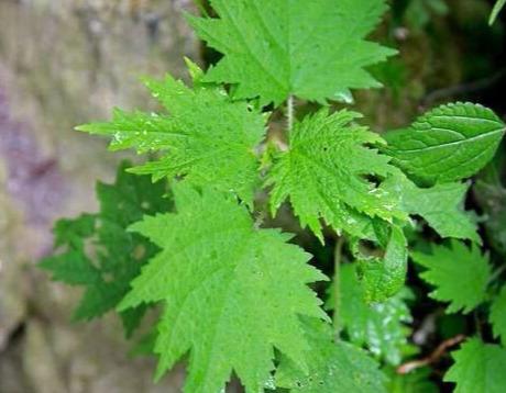 荨麻草俗称藿麻,生于混交林、草地、沟边等地,生有短毛和蜇