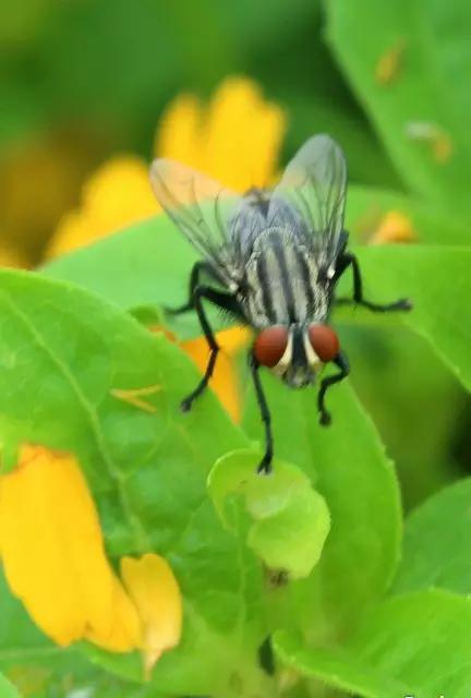 什么是昆虫？六只腿、复眼、一对触角...
