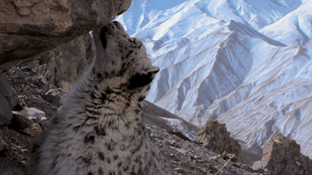 新知丨雪豹说:“啊嗷啊嗷啊啊哦——”