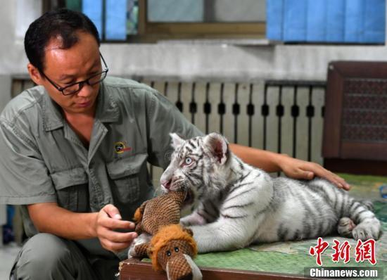 超有爱!小白虎被虎妈“抛弃”俩暖男当“超级奶爸”