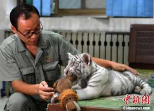 超级奶爸电影(超有爱小白虎被虎妈“抛弃”俩暖男当“超级奶爸”)