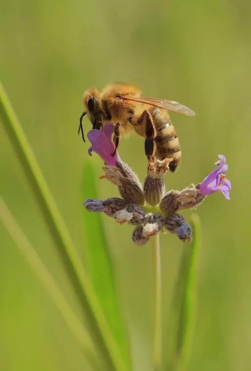 什么是昆虫？六只腿、复眼、一对触角...