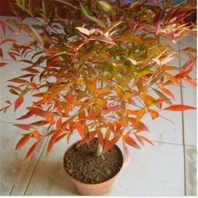 寒冷的冬天养一盆南天竹,成寒冬里的烈阳,十分有年味