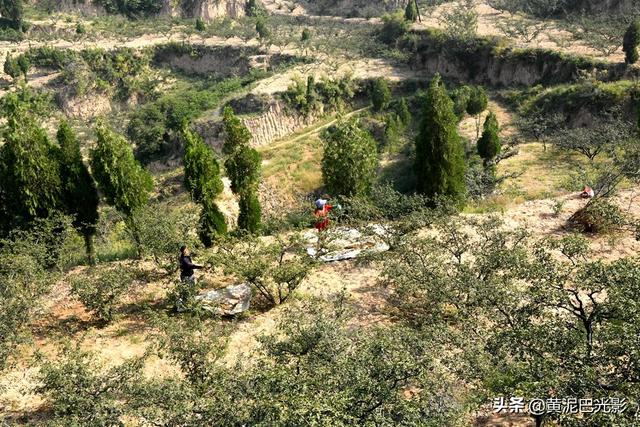 山西农村沟里1男1女摘花椒，没想到2家人却遇1样熬煎事，看是啥