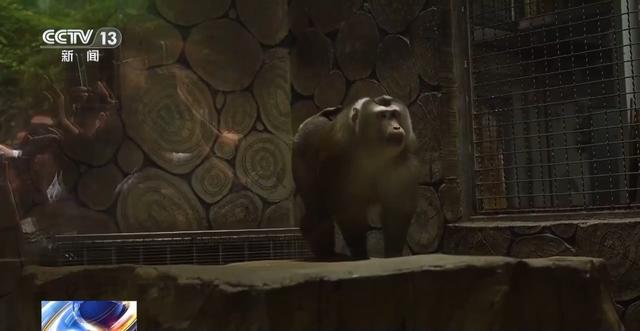 暑假去哪玩儿?“表演型”豚尾猴、休闲邮轮游等你来打卡