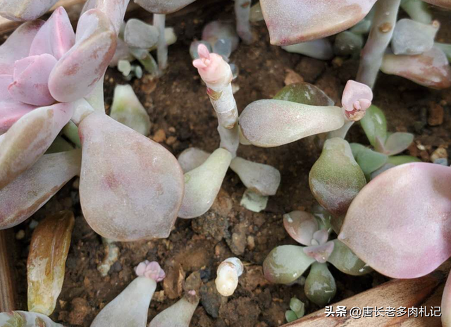 多肉紫悦虽然好养,但配土不合理或养护环境不通风的话它也会黑腐