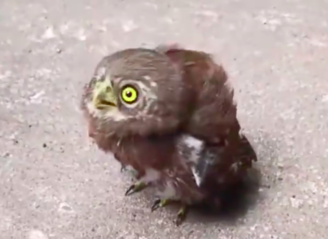 猫头鹰幼崽偶遇路人连忙鞠躬作揖，专家：不要摸它，沾染人的气味可能会让它被遗弃