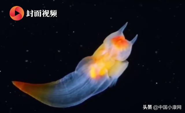 俄潜水员冰下拍到裸海蝶 “海天使”名称的由来